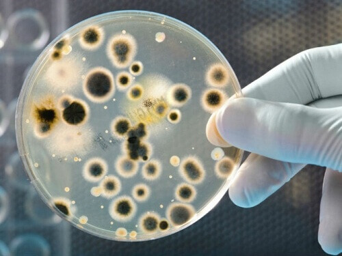 Типы бактерий, найденные на деньгах