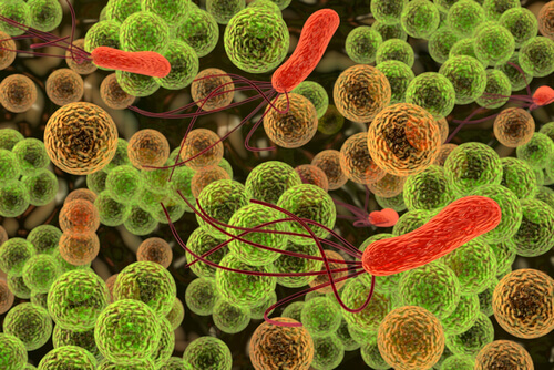 Типы бактерий, найденные на деньгах
