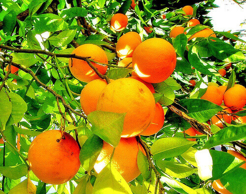 Удивительные свойства и использование апельсинов